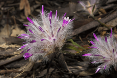 Ptilotus manglesii
