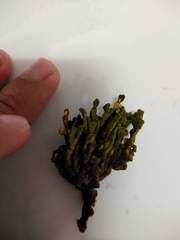 Udotea