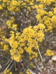 Acacia williamsonii