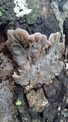 Auricularia mesenterica