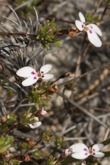 Stylidium repens