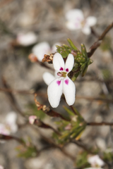 Stylidium repens
