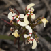 Stylidium eriopodum - Photo (c) Sue Jaggar, some rights reserved (CC BY-NC), uploaded by Sue Jaggar