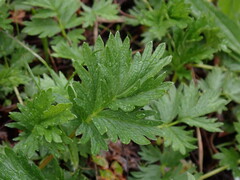 Potentilla drummondii