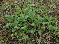 Potentilla drummondii