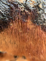 Radulomyces copelandii