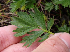 Potentilla drummondii