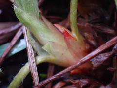 Potentilla drummondii