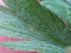 Potentilla drummondii