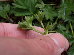 Potentilla drummondii