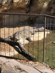 Crocodylia