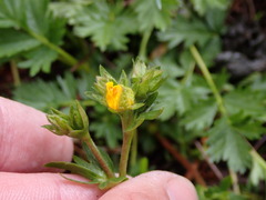 Potentilla drummondii