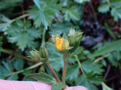 Potentilla drummondii