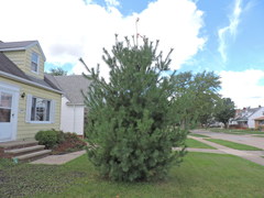Pinus strobus