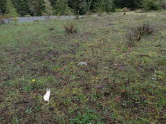 Potentilla drummondii