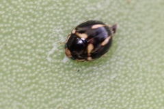 Hyperaspis trifurcata