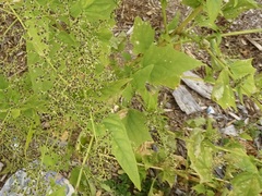 Chenopodiastrum simplex