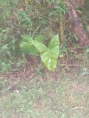 Xanthosoma robustum