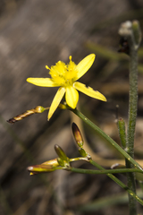 Tricoryne elatior