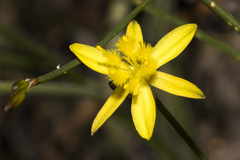 Tricoryne elatior