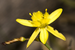Tricoryne elatior