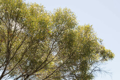 Eucalyptus xanthonema