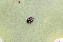 Hyperaspis trifurcata