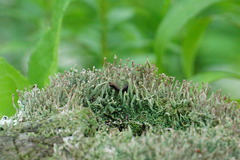 Cladonia coniocraea
