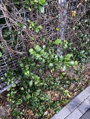 Myrcianthes fragrans