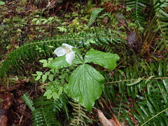 Trillium ovatum ovatum