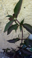 Alternanthera brasiliana