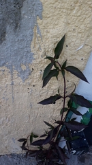Alternanthera brasiliana