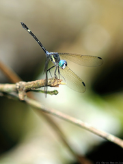 Micrathyria laevigata