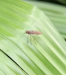 Chiromyzinae