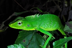 Bronchocela jubata