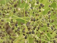 Chenopodiastrum simplex