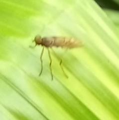 Chiromyzinae