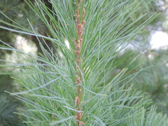 Pinus strobus