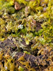 Lophocolea heterophylla