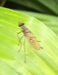 Chiromyzinae