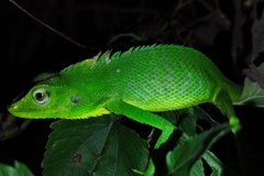Bronchocela jubata