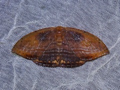 Drepanoidea