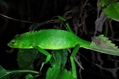 Bronchocela jubata