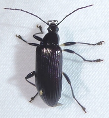 Tanychilus metallicus