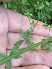 Galium palustre