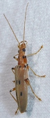 Parisopalpus nigronotatus