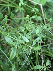 Galium palustre