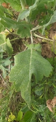 Salvia aethiopis