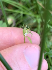 Galium palustre