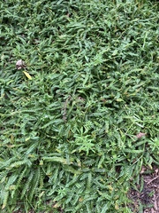 Blechnum penna-marina